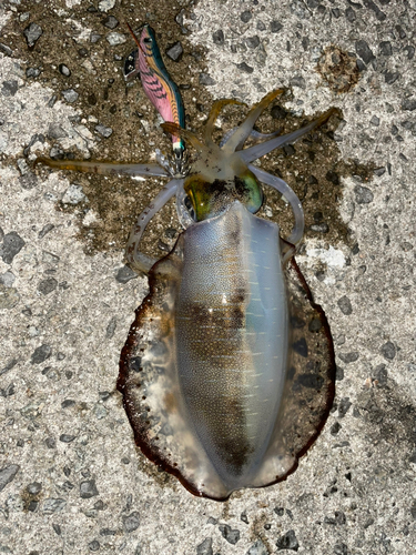 アオリイカの釣果