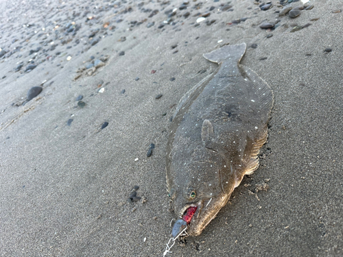 ヒラメの釣果