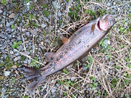 ニジマスの釣果