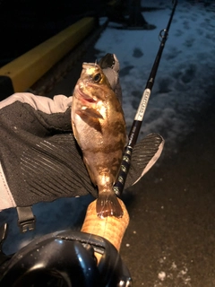 メバルの釣果