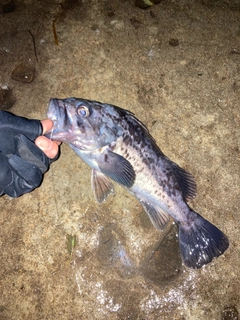 クロソイの釣果