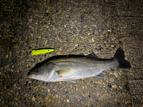 シーバスの釣果