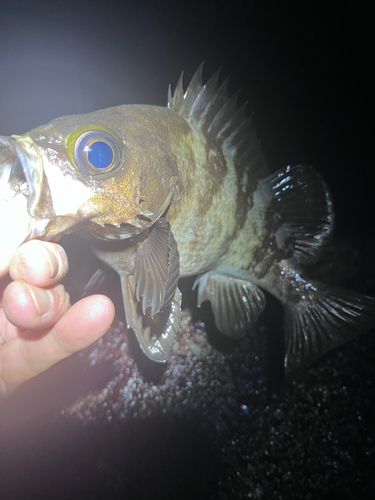 アカメバルの釣果