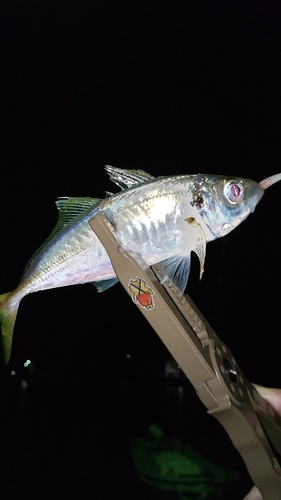 高知県西部