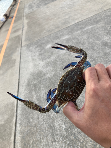 タイワンガザミの釣果