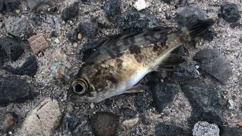 メバルの釣果