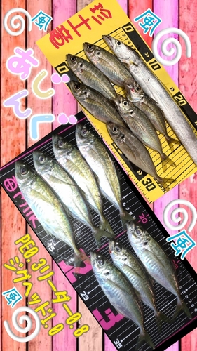 アジの釣果