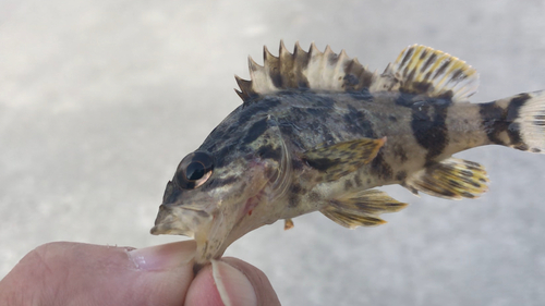 タケノコメバルの釣果