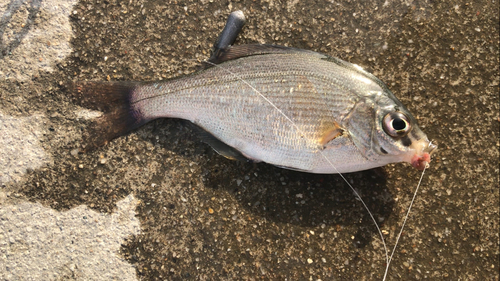 ウミタナゴの釣果