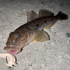 ハゼの釣果