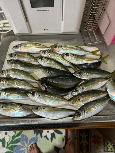 アジの釣果