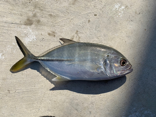 メッキの釣果