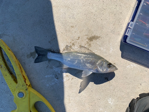 セイゴ（マルスズキ）の釣果