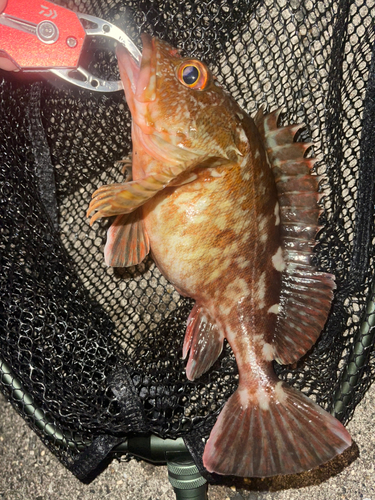 カサゴの釣果