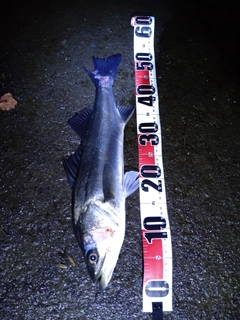 フッコ（マルスズキ）の釣果