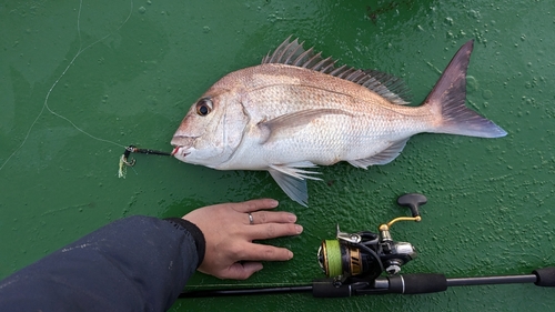 マダイの釣果