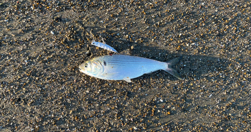 コノシロの釣果