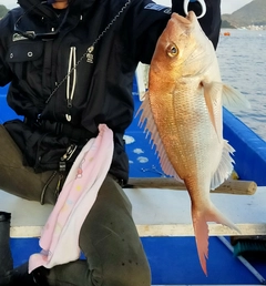 マダイの釣果