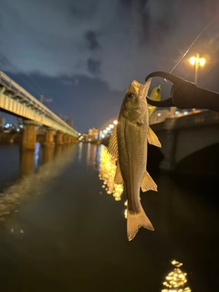 セイゴ（マルスズキ）の釣果