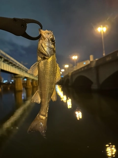 セイゴ（マルスズキ）の釣果