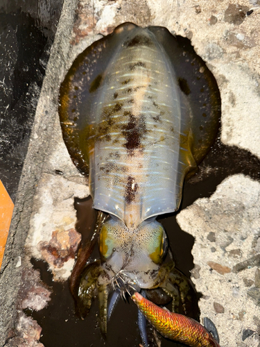 鹿児島湾北部