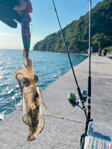 シオの釣果