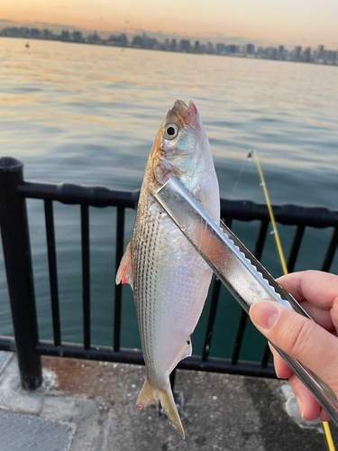 コノシロの釣果