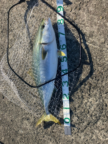 ブリの釣果