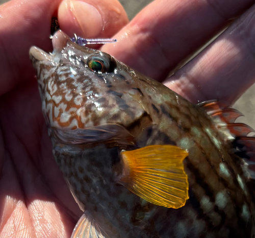 ホシササノハベラの釣果