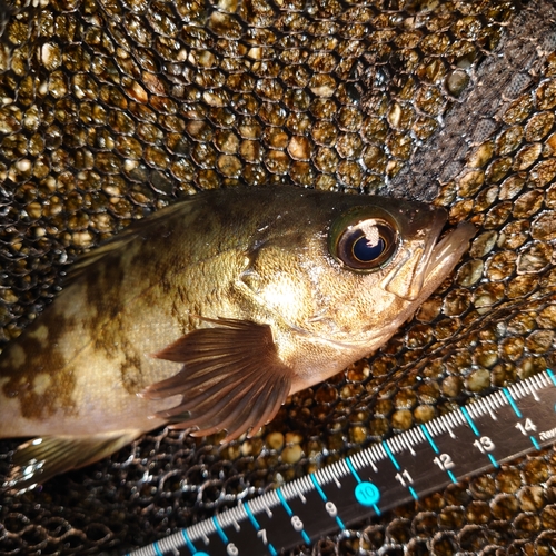 メバルの釣果