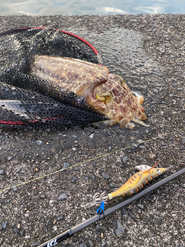 コブシメの釣果