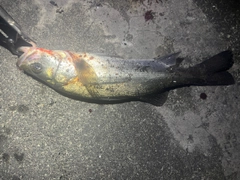 フッコ（マルスズキ）の釣果