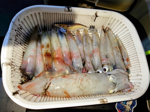 イカの釣果