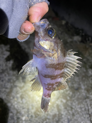 メバルの釣果