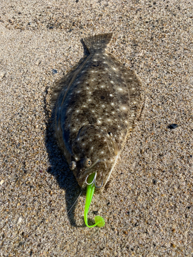 ヒラメの釣果