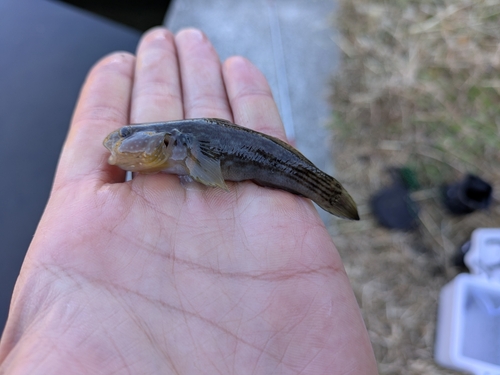 マハゼの釣果