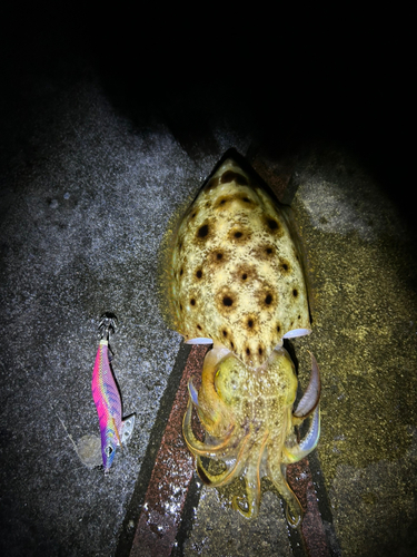 モンゴウイカの釣果