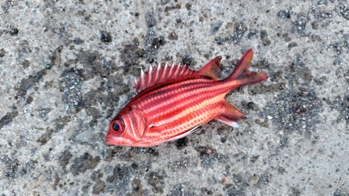 テリエビスの釣果