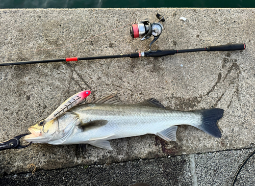 シーバスの釣果