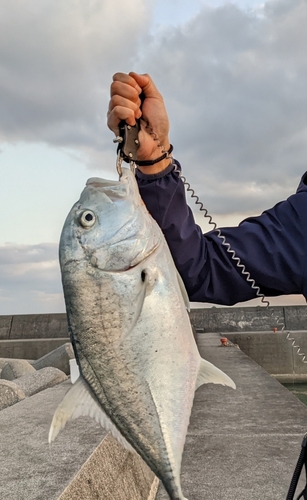 ロウニンアジの釣果