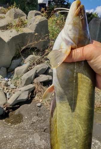 ナマズの釣果