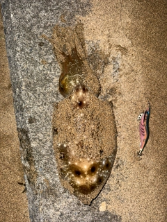 コブシメの釣果