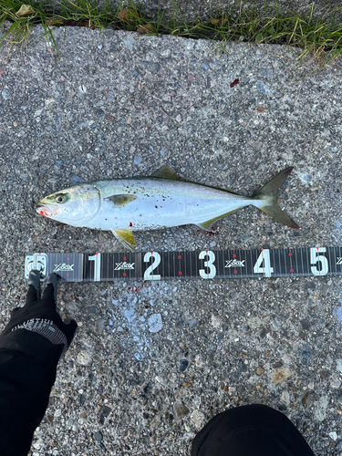 ハマチの釣果