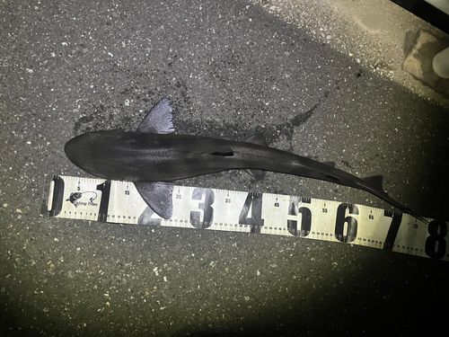 ドチザメの釣果