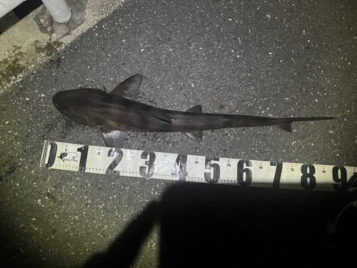 ドチザメの釣果