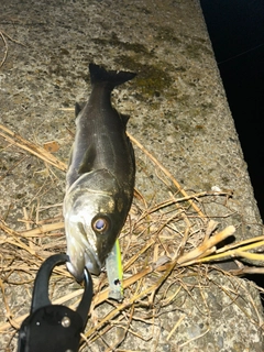 セイゴ（マルスズキ）の釣果