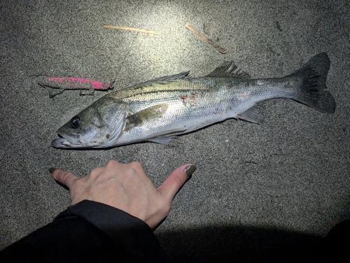 セイゴ（マルスズキ）の釣果