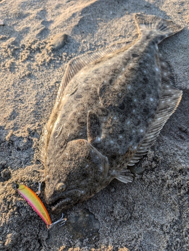 ヒラメの釣果