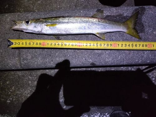 カマスの釣果