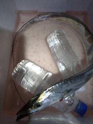 タチウオの釣果